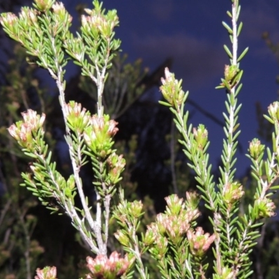 Calytrix tetragona (Common Fringe-myrtle) at Paddys River, ACT - 8 Oct 2014 by MichaelBedingfield