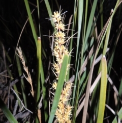 Lomandra longifolia (Spiny-headed Mat-rush, Honey Reed) at Point Hut to Tharwa - 8 Oct 2014 by michaelb