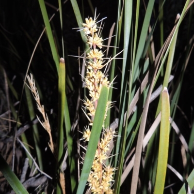 Lomandra longifolia (Spiny-headed Mat-rush, Honey Reed) at Paddys River, ACT - 8 Oct 2014 by michaelb