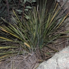 Lomandra longifolia at Paddys River, ACT - 8 Oct 2014 07:50 PM