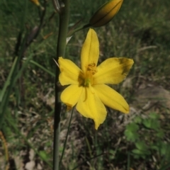 Bulbine bulbosa (Golden Lily, Bulbine Lily) at Conder, ACT - 1 Oct 2014 by MichaelBedingfield