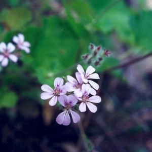 Pelargonium australe at Conder, ACT - 5 Dec 2000 12:00 AM