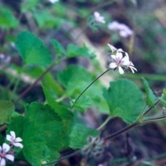 Pelargonium australe at Conder, ACT - 5 Dec 2000 12:00 AM