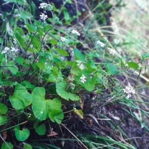 Pelargonium australe at Conder, ACT - 5 Dec 2000 12:00 AM