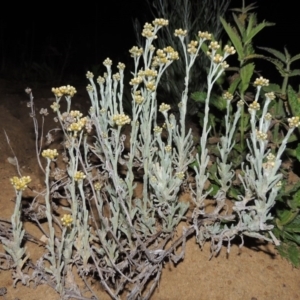 Pseudognaphalium luteoalbum at Pine Island to Point Hut - 9 Oct 2014