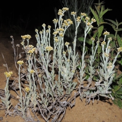 Pseudognaphalium luteoalbum (Jersey Cudweed) at Pine Island to Point Hut - 9 Oct 2014 by michaelb