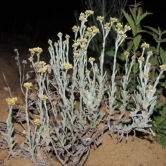 Pseudognaphalium luteoalbum (Jersey Cudweed) at Pine Island to Point Hut - 9 Oct 2014 by michaelb