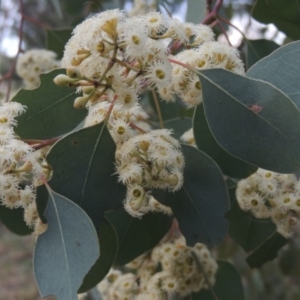 Eucalyptus polyanthemos at Fyshwick, ACT - 10 Oct 2014 06:53 PM