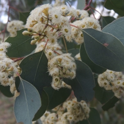 Eucalyptus polyanthemos (Red Box) at Fyshwick, ACT - 10 Oct 2014 by MichaelBedingfield