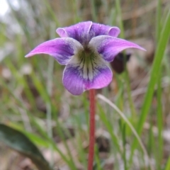 Viola betonicifolia (Mountain Violet) at Conder, ACT - 12 Oct 2014 by MichaelBedingfield