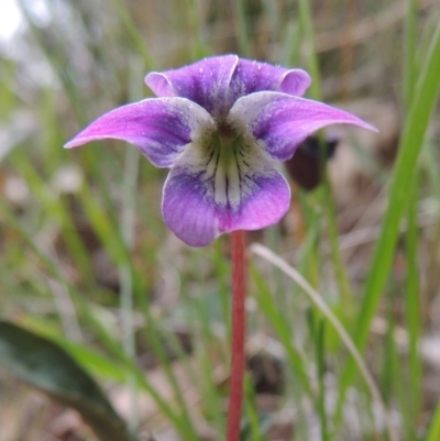 Viola betonicifolia (Mountain Violet) at Rob Roy Range - 12 Oct 2014 by michaelb