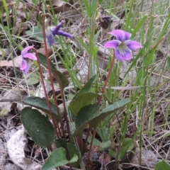 Viola betonicifolia at Conder, ACT - 12 Oct 2014