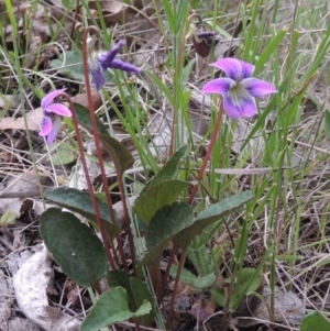 Viola betonicifolia at Conder, ACT - 12 Oct 2014