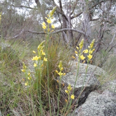 Bulbine glauca (Rock Lily) at Conder, ACT - 12 Oct 2014 by MichaelBedingfield