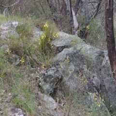 Bulbine glauca at Conder, ACT - 12 Oct 2014 06:09 PM