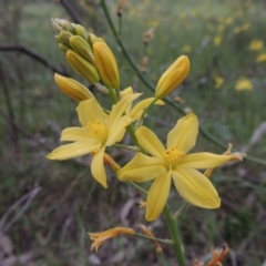 Bulbine glauca (Rock Lily) at Banks, ACT - 12 Oct 2014 by michaelb