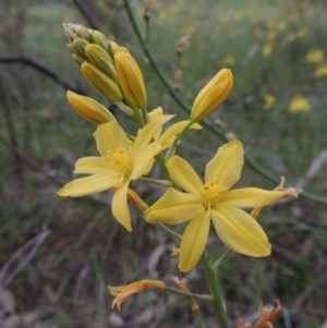 Bulbine glauca at Banks, ACT - 12 Oct 2014 05:33 PM