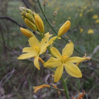 Bulbine glauca (Rock Lily) at Rob Roy Range - 12 Oct 2014 by michaelb