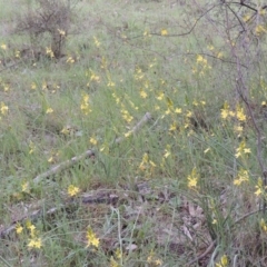 Bulbine glauca at Banks, ACT - 12 Oct 2014