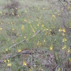 Bulbine glauca at Banks, ACT - 12 Oct 2014 05:33 PM