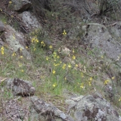 Bulbine glauca at Banks, ACT - 12 Oct 2014 05:33 PM