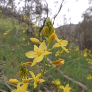 Bulbine glauca at Conder, ACT - 12 Oct 2014