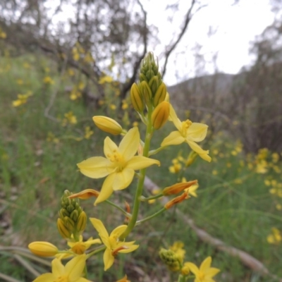 Bulbine glauca (Rock Lily) at Conder, ACT - 12 Oct 2014 by MichaelBedingfield