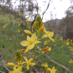 Bulbine glauca (Rock Lily) at Rob Roy Range - 12 Oct 2014 by michaelb