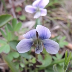 Viola betonicifolia (Mountain Violet) at Rob Roy Range - 12 Oct 2014 by michaelb