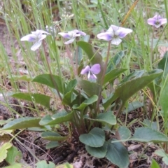 Viola betonicifolia at Conder, ACT - 12 Oct 2014