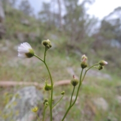 Drosera gunniana (Pale Sundew) at Rob Roy Range - 12 Oct 2014 by michaelb