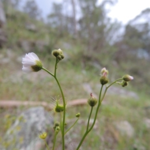 Drosera gunniana at Conder, ACT - 12 Oct 2014 06:26 PM