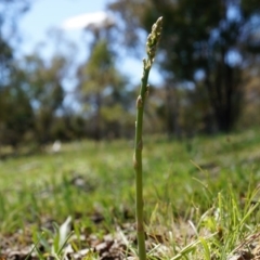 Asparagus officinalis (Asparagus) at Mount Ainslie - 18 Oct 2014 by AaronClausen
