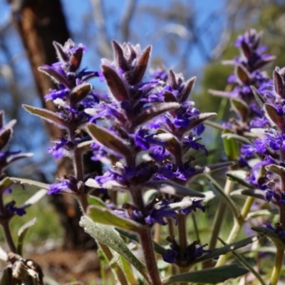 Ajuga australis (Austral Bugle) at Ainslie, ACT - 18 Oct 2014 by AaronClausen