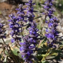 Ajuga australis at Ainslie, ACT - 18 Oct 2014