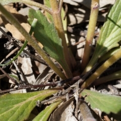 Ajuga australis at Ainslie, ACT - 18 Oct 2014