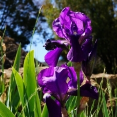 Iris germanica (Tall Bearded Iris) at Mount Ainslie - 18 Oct 2014 by AaronClausen