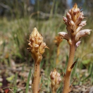 Orobanche minor at Ainslie, ACT - 18 Oct 2014