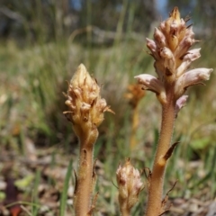 Orobanche minor (Broomrape) at Ainslie, ACT - 18 Oct 2014 by AaronClausen