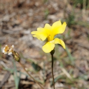 Goodenia pinnatifida at Ainslie, ACT - 18 Oct 2014 11:55 AM