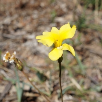 Goodenia pinnatifida (Scrambled Eggs) at Mount Ainslie - 18 Oct 2014 by AaronClausen