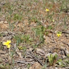 Goodenia pinnatifida at Ainslie, ACT - 18 Oct 2014 11:55 AM