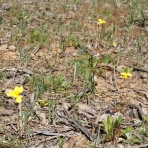 Goodenia pinnatifida at Ainslie, ACT - 18 Oct 2014 11:55 AM