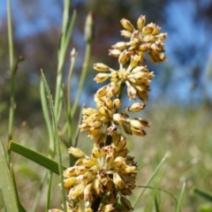 Lomandra multiflora (Many-flowered Matrush) at Mount Ainslie - 18 Oct 2014 by AaronClausen