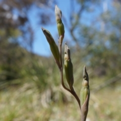 Thelymitra (Genus) (Sun Orchid) at Mount Ainslie - 18 Oct 2014 by AaronClausen