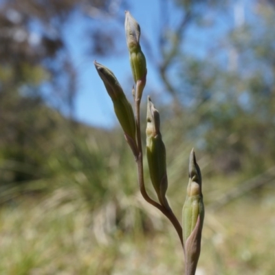 Thelymitra sp. (A Sun Orchid) at Mount Ainslie - 18 Oct 2014 by AaronClausen