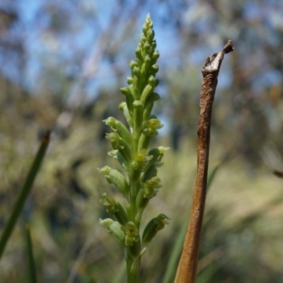 Microtis unifolia (Common Onion Orchid) at Mount Ainslie - 18 Oct 2014 by AaronClausen