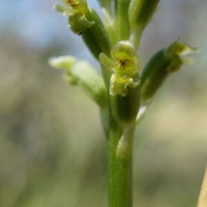 Microtis unifolia at Ainslie, ACT - suppressed