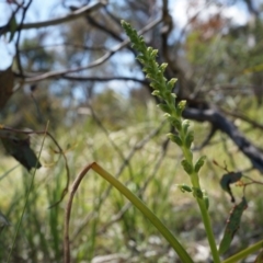 Microtis unifolia (Common Onion Orchid) at Mount Ainslie - 18 Oct 2014 by AaronClausen