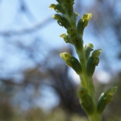 Microtis unifolia at Ainslie, ACT - suppressed